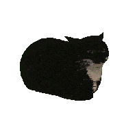spinning cat